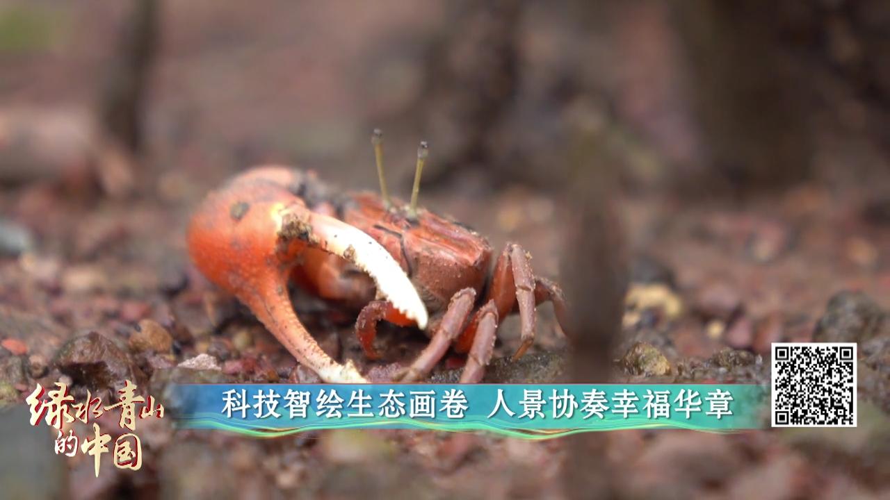 中国电视-《美丽中国 四季行歌》之《绿水青山的中国》： 多地协同发展，共建美丽中国