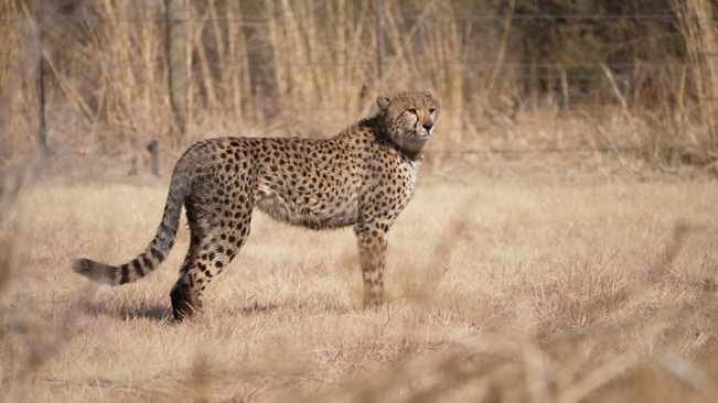 Cheetah on loose between Rietvlei, Delmas near R21 highway